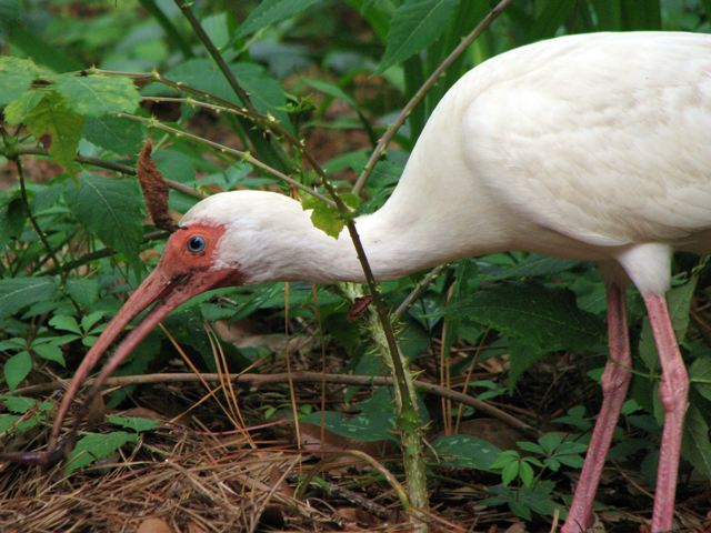 White Ibis